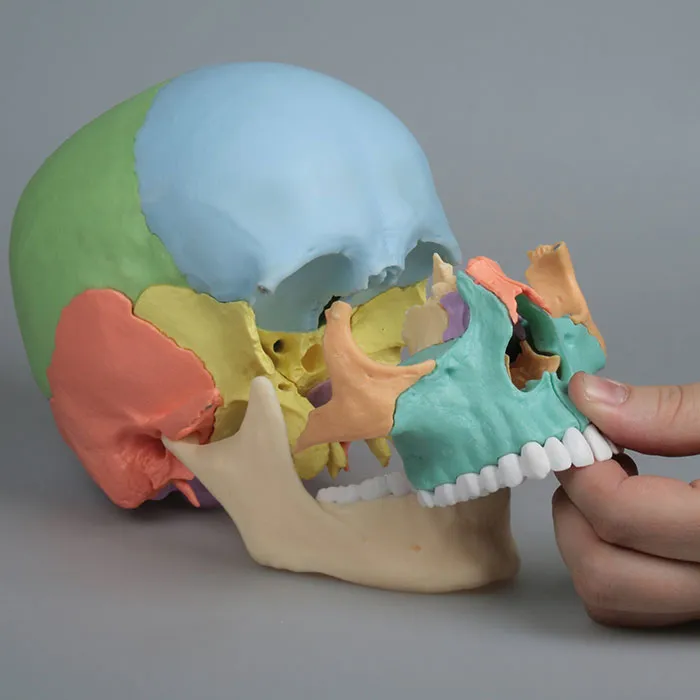 Qual è il miglior cranio scomponibile sul mercato?