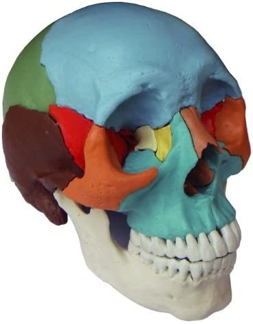 Qual è il miglior cranio scomponibile sul mercato?