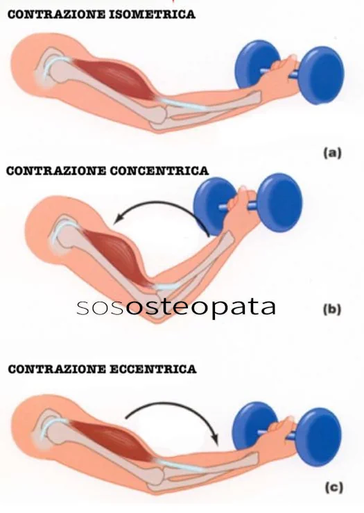 Forza Muscolare: Definizione, Caratteristiche e Classificazione